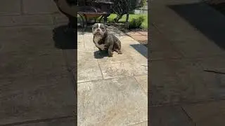 Micro exotic bully