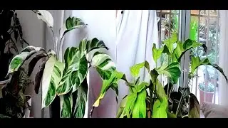CALATHEA 'YELLOW FUSION