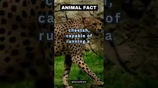 The Speed Demon of the Animal Kingdom 🐆💨 Share Your Thoughts! #shorts #facts #amazingfacts