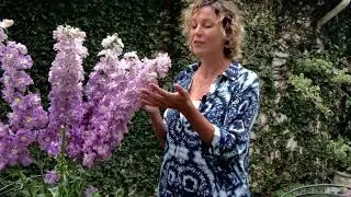 Flower facts - Delphinium