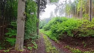 Wet Forest Trail in the Morning | 8K 360 VR Walk
