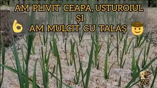 Mulcirea cu TALAȘ sau tocătură este cea mai simplă 🤠👍