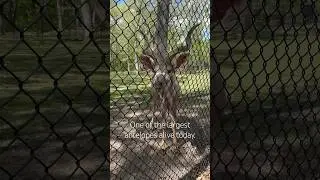 👋 Meet the GREATER KUDU! He was so sweet. #greaterkudu #kudu #antelopes #animalfacts