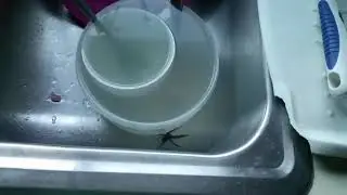 Wharf Spider!