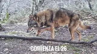 Cantabria. Comienza el 26. Fototrampeo Cántabro 