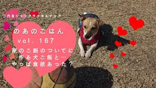 vol. 167 家のご飯のついでに作る犬ご飯と…やっぱ食欲あった？
