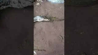 how to catch snakehead fish with frog lure - SNAKEHEAD FISH #shorts  #fish #channa #viralvideo