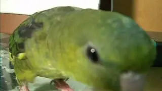lineolated parakeet good singing