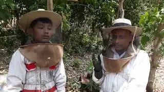 Arreglando colmenas descuidadas