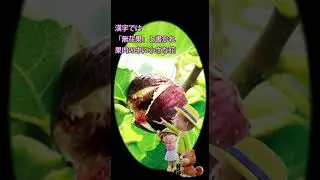 面白樹木の話 90 無花果イチジク#果樹#庭木 #ガーデニング #植物