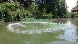 Big fishcathing|  Best cast net fishing 🇱🇰🐟🐟 video in SRI Lankan fishing