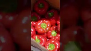 How to make Money From Bell Pepper 🫑 #farming #nigerian #simonarome