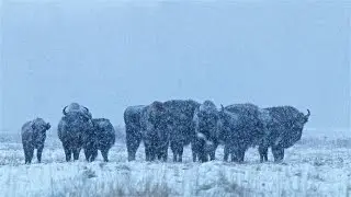 European Bison in a blizzard, Białowieża Forest, Poland