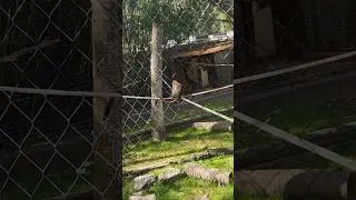 long tail monkey #monkey #tails #youtubeshorts #trending #trendingshorts