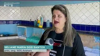SEM CONTROLE: N&Uacute;MERO DE ANIMAIS ABANDONADOS &Eacute; CADA VEZ MAIOR
