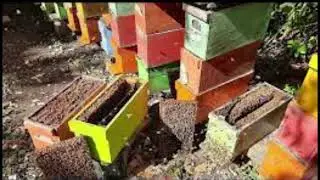 Palmer la Apicultura moderna y sus modificaciones de los apicultores y paises
