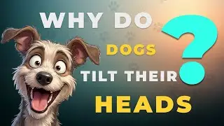 Why Do Dogs Tılt their heads