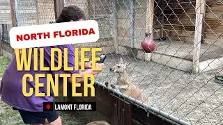 North Florida Wildlife Center in Lamont Florida