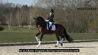 Helgstrand Stallion - Att. Barcelo 2020