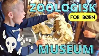 G&aelig;t et skelet🦕 Sjov dag p&aring; Zoologisk Museum med b&oslash;rn 🐨🦊🐗🐛 | Video for b&oslash;rn p&aring; dansk