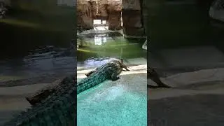 #Timsoh #Крокодил  #tashkentzoo  #shortvideo #crocodile