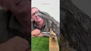 🥺 Eles s&atilde;o t&atilde;o fofinhos.