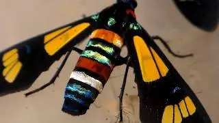 RAINBOW MOTHS! Wasp mimics:  Euchromia folletii