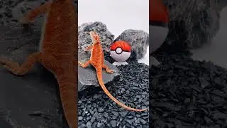 a lizard stylized as a pokemon