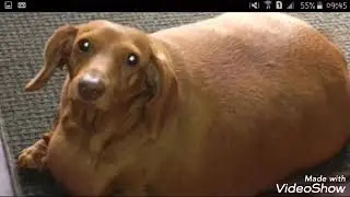9 cachorros obesos e gordos que voc&ecirc; nunca viu