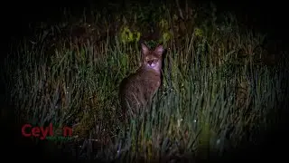 jungle cat hunting a litte animals #cat #leopard #junglecat