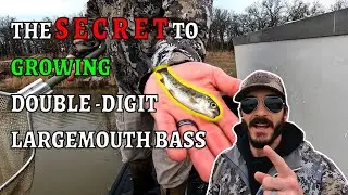 5 Reasons Your Bass Need Rainbow Trout: Stocking Fingerlings To Grow MONSTER BASS!
