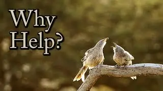 Why help? the biological logic of altruism (the Arabian Babbler birds)