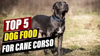 Top 5 Dog Food Picks for Cane Corso: Reviews & Comparisons