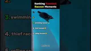 Ranking Funniest Racoon Moments