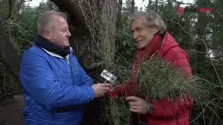 Igły sosny z których można zrobić  cuda -  dr Artur Zagajewski