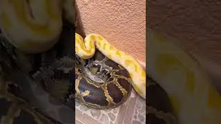 Tomando el sol con mis pitones ☀️🐍 #fyp #animales #mauthevet #parati #mascotas #shorts