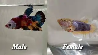 Part #1 of raising #betta fish (mating process #baby fry)