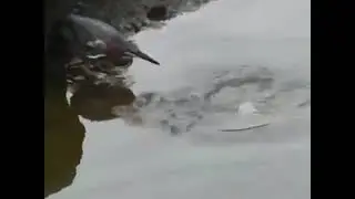 Fishing in a Pond by a bird