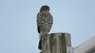 09/14/25 Juv Cooper's Hawk (Hunting) Kent Wa 5674-167