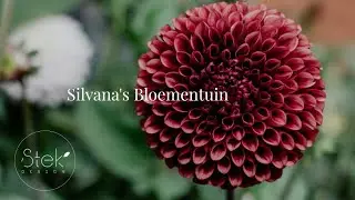 Dahlia's zaaien & voortrekken