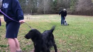 Zoe - heel w/distraction + greeting stranger