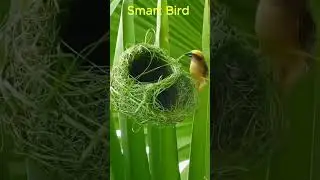 A Smart bird building nest like an Engineer