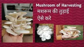 mushroom kaise tode। mushroom Harvesting। mushroom kaise tode jate hai। oyester mushroom harvest।