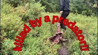 Removing a bear kill, while the bear is still on it!!!