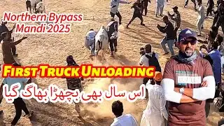 First Truck Unloading Bull Runaway Northern Bypass Mandi 2025