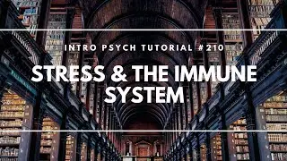 Stress & The Immune System (Intro Psych Tutorial #210)