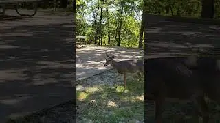 Deer come right up to your campsite at Lake of the Ozarks State park.