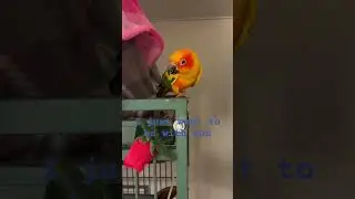 Determined Girl #birds #sunconure #parrot #cutebirds #love