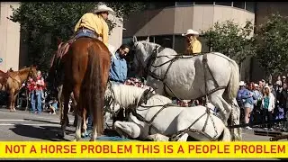 2025 Calgary Stampede Parade Horses Fall & Get In Trouble  - Why?