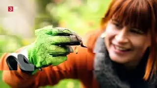 Querbeet: Beerensträucher pflegen Doku (2020)